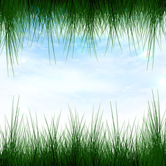 Green grass border