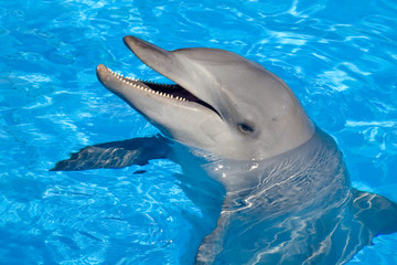 Naklejka premium Bottlenose Dolphin