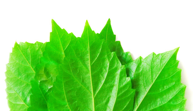 beauty lieves the background