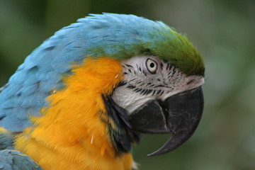 Blue and Gold Macaw (Profile)