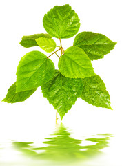 Fototapeta premium beauty lieves the background