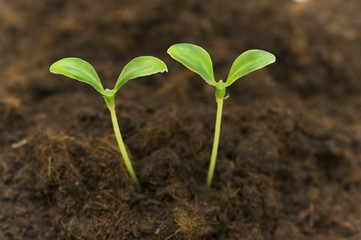 Two green seedlings growing out of soil