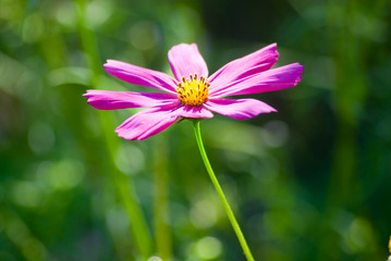 Obraz premium red flower