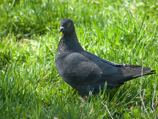 The pigeon in a grass in a sunny day