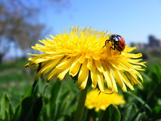 Beautiful ladybird ....