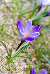 crocus