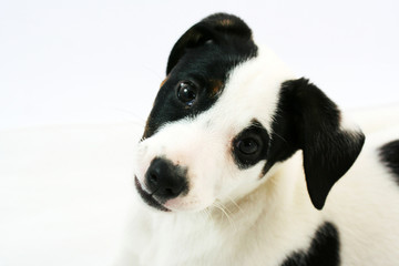 chiot jack russel © Ingrid