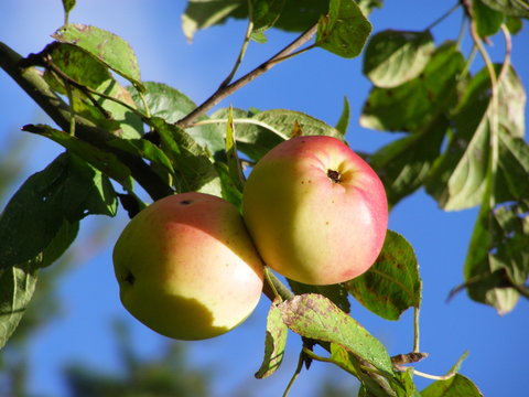 pommes