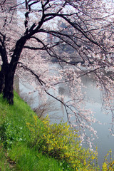 Tokyo spring