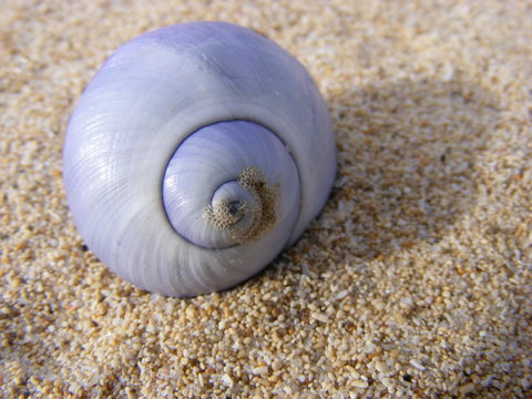 Purple Seashell