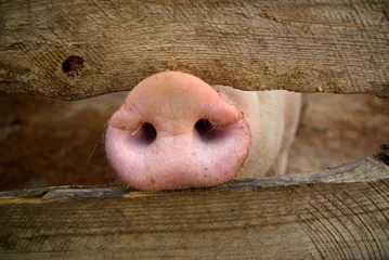 Fotobehang pig snout close-up © Helga