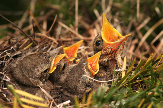 Sparrow In The Nest