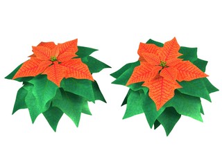 fleurs poinsettia 