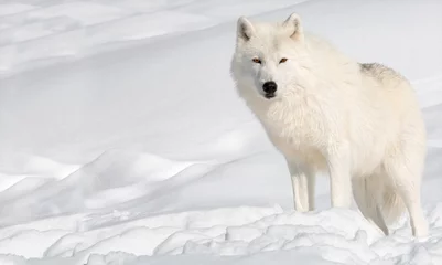 Crédence de cuisine en verre imprimé Loup Loup arctique dans la neige en regardant la caméra