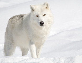 Loup arctique dans la neige en regardant la caméra