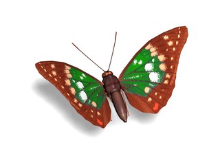 papillon 