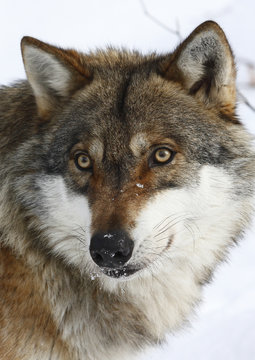 Wolf