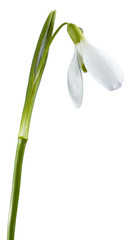 snowdrop flower