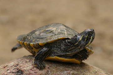 Turtle