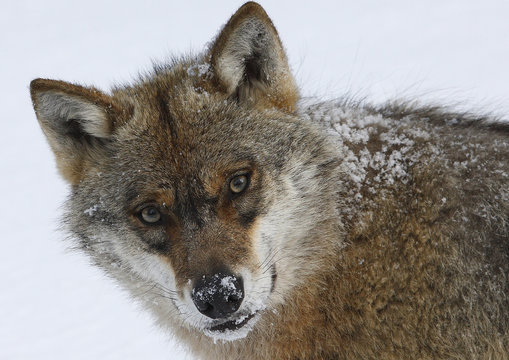 Wolf