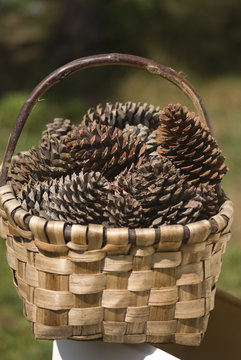 panier de pignes