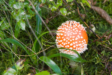  Red toadstool