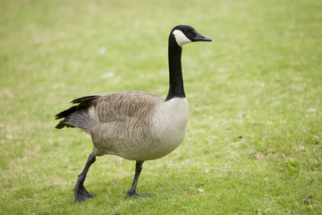 Goose Walking