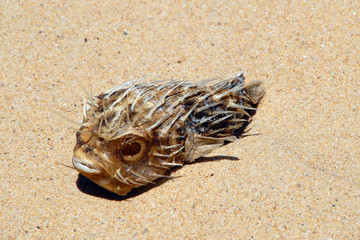 Toter Kugelfisch am Strand © fotopro