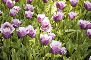 Tulips plant in Holland. Kukenhof Gardens.