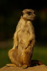 meerkat (suricata suricatta) © Lumarmar