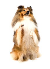 shetland sheepdog
