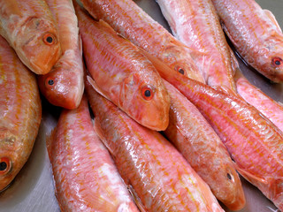 Red-mullets 5