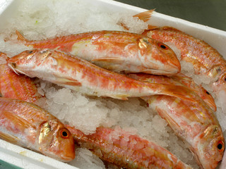 Red-mullets 6