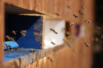 Comming Home - Bienen - Bees 