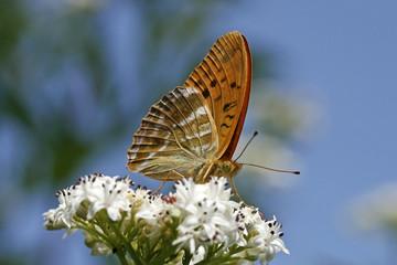 Argynnis paphia, Kaisermantel