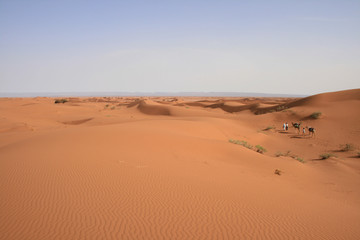 Fototapeta na wymiar Méharée perdue dans le Sahara marocain