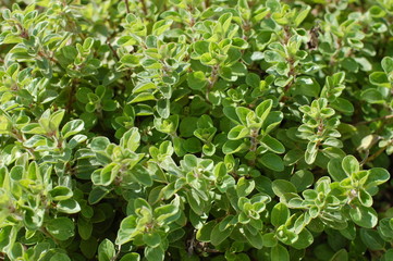 Fresh Oregano
