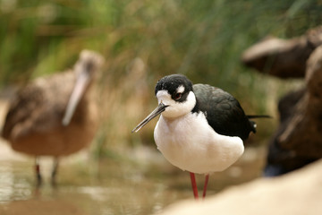 black-necked stilt