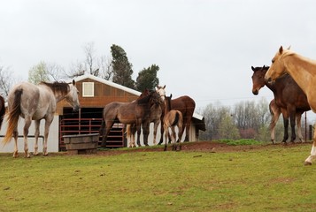 Horses grazing at a horse farm.
