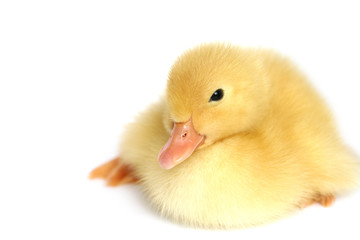 The nice small yellow goose on a white background