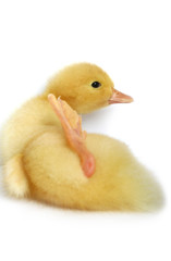 The nice small yellow goose on a white background