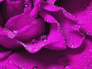 wet violet rose
