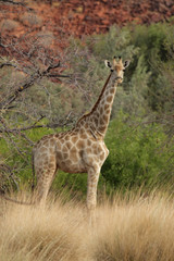 Giraffe (Giraffa camelopardalis) im Damaraland in Namibia