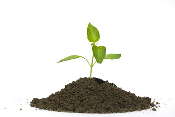 green plant