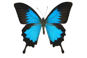 Crédence de cuisine en verre imprimé Papillon Papillon bleu