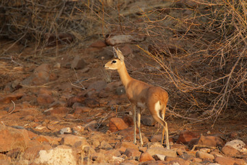 Steinböckchen (Raphicerus campestris) im Damaraland in Namibia