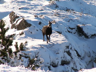 KONICA MINOLTA DIGITAL CAMERA