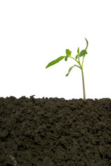 Little green plant