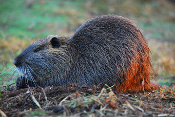 Coypu in the sunrise, HaHula, Israel