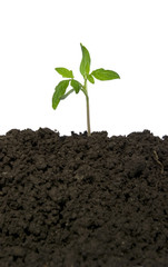 plant